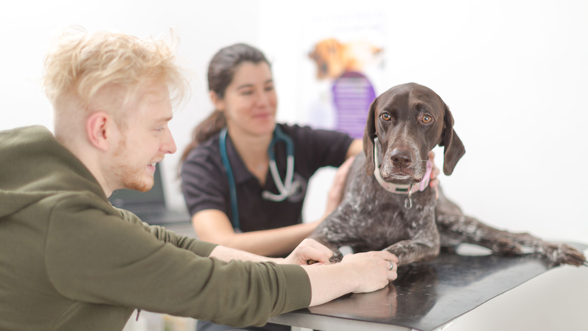 Meet the Team at Kingswood Vets Small Animal & Equine Vets in Surrey