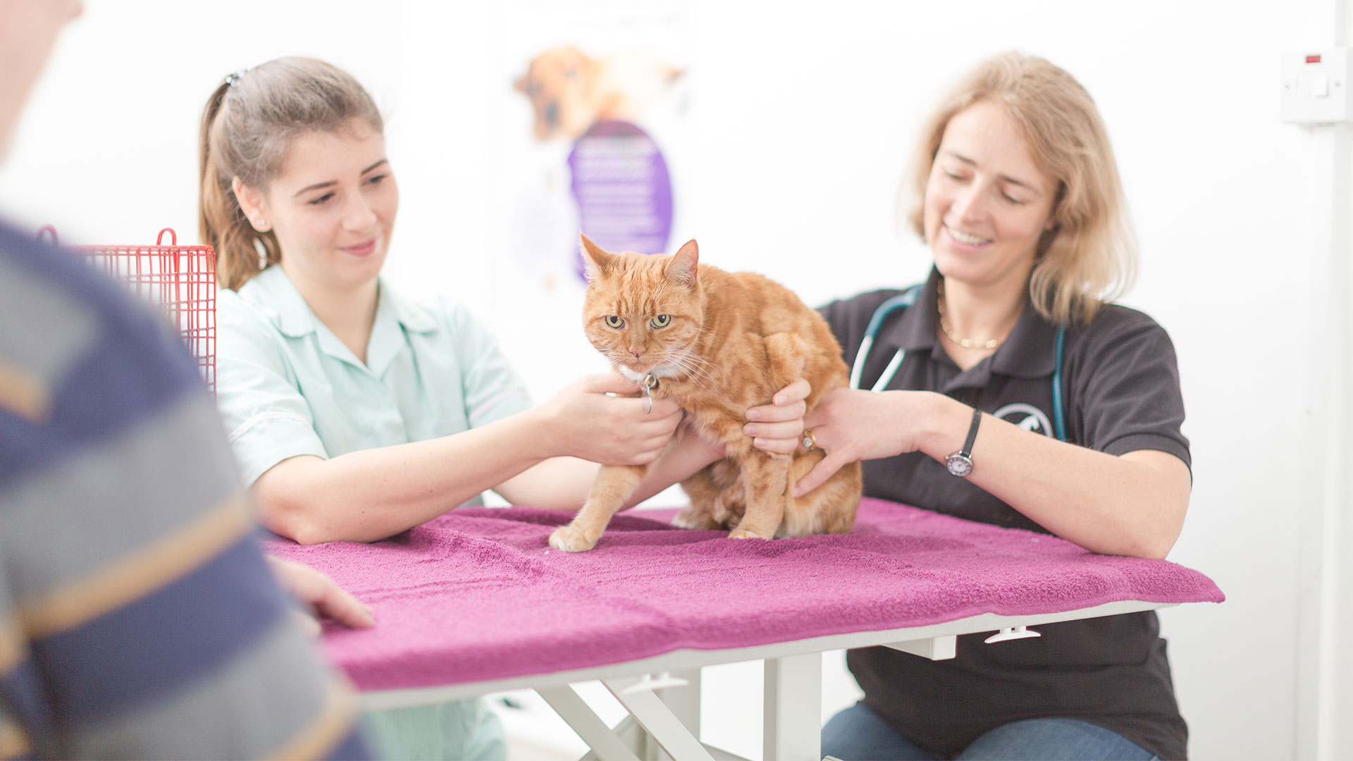 Prescriptions at Kingswood Vets Dedicated Veterinary Advice in Surrey