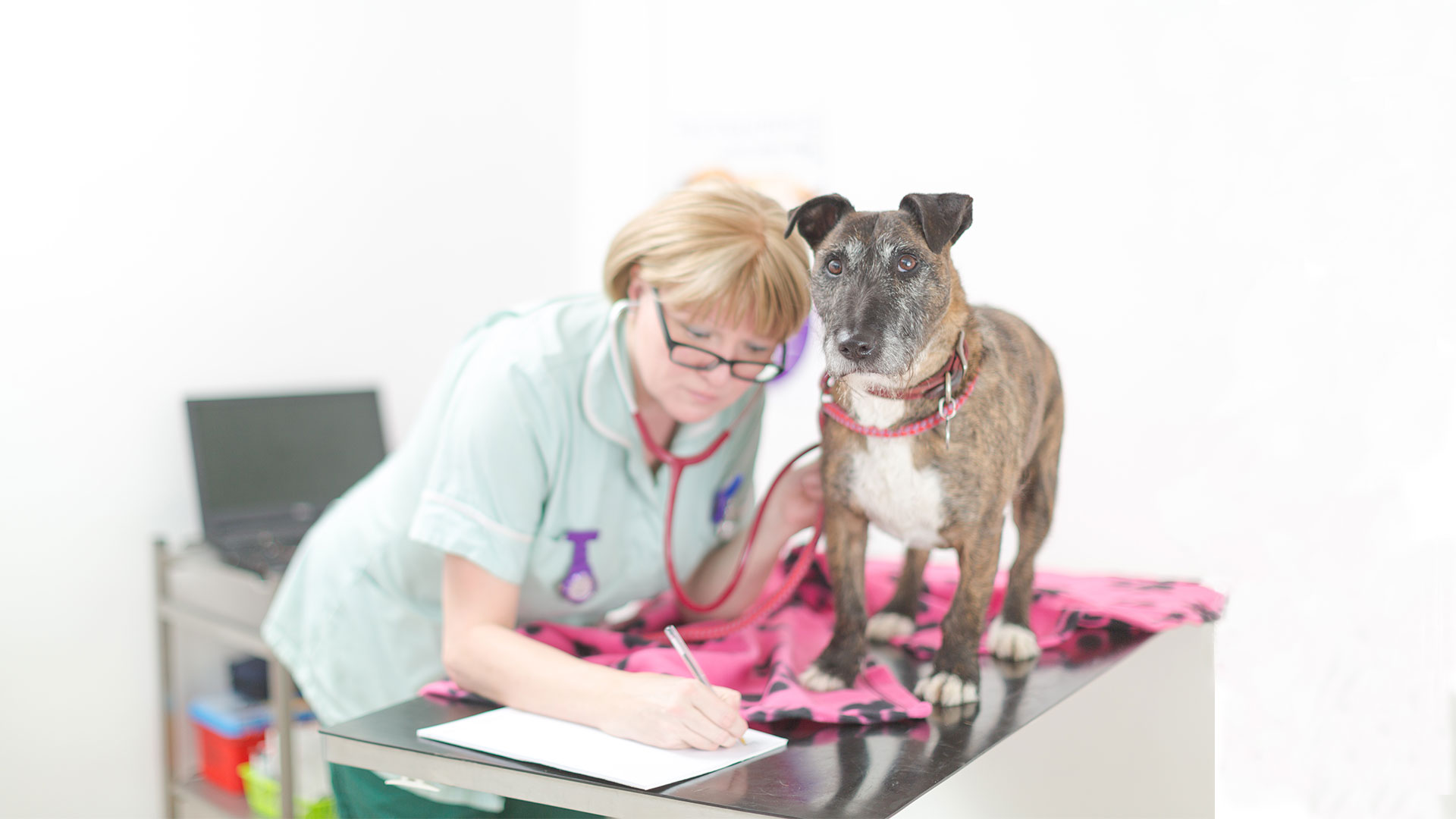 Register Your Pet Kingswood Vets