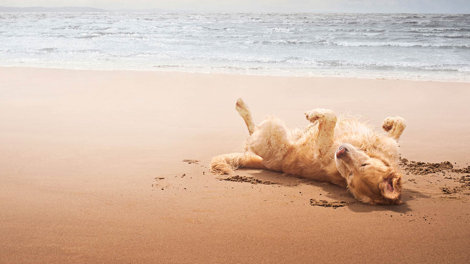 Information on Common Pet Ailments from Kingswood Vets Surrey