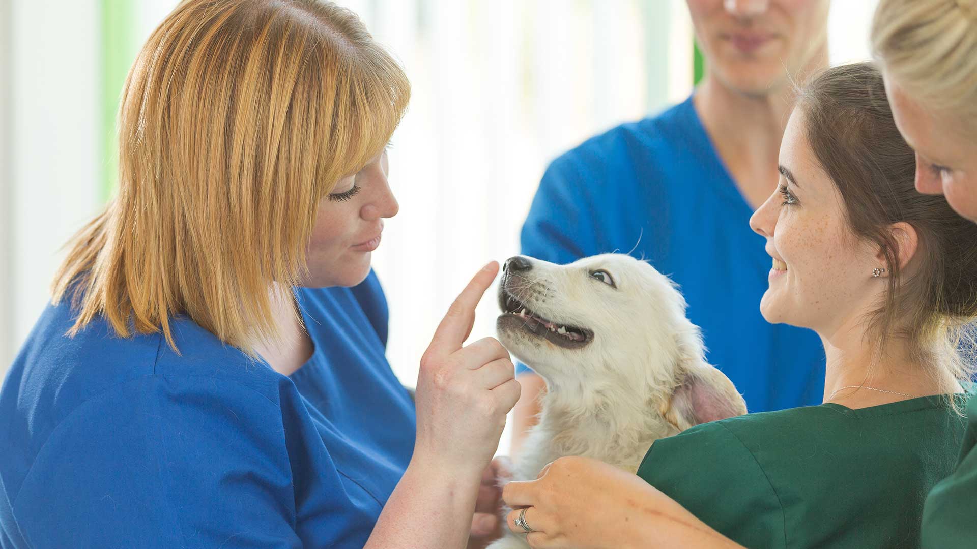 Offers, Savings and Discounts From Kirks Vets Vets in Grantham and