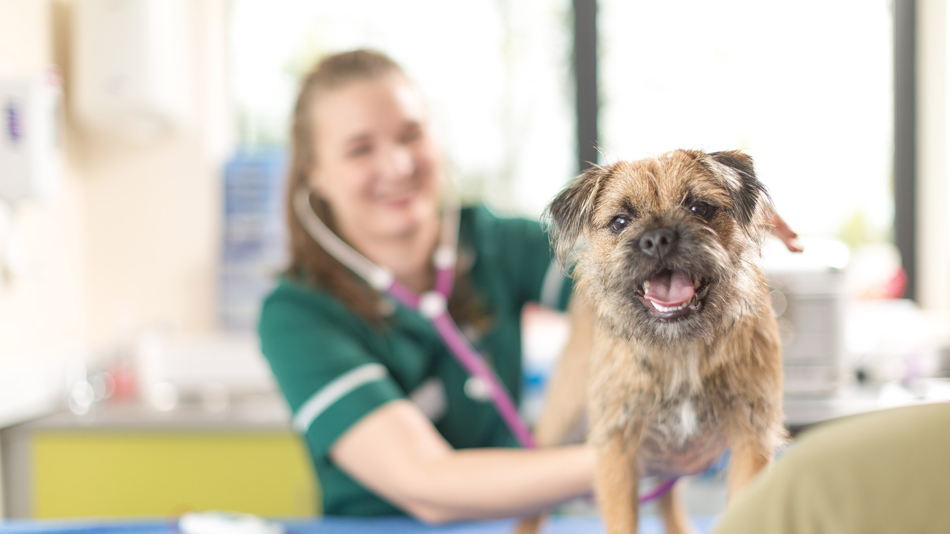 Great Offers Local Vets in Kettering Lake View Vet Centre