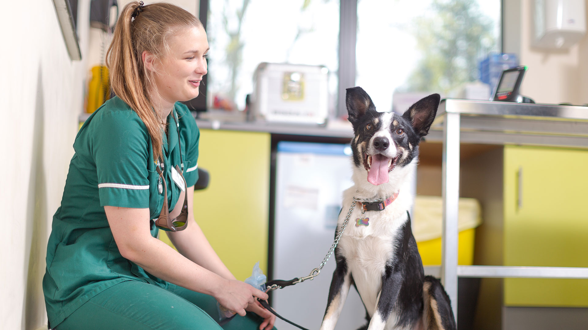 out-of-hours-vet-local-vets-on-isle-of-wight-the-mobile-vet