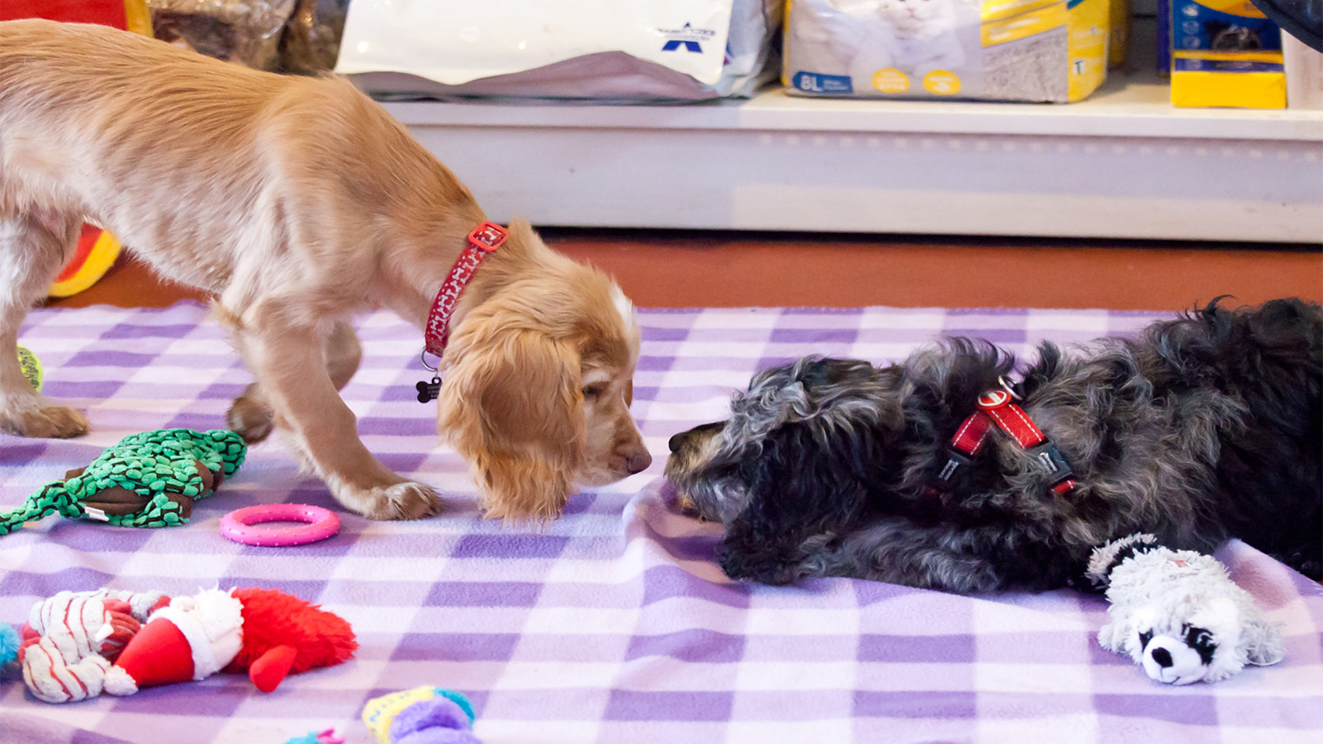 Contact us Local Vet in Livingston Lamond Vets