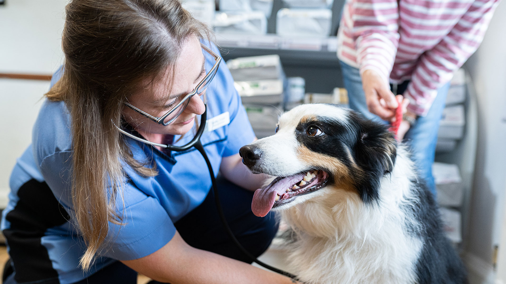 About Us Hereford Vets The Laurels Vets