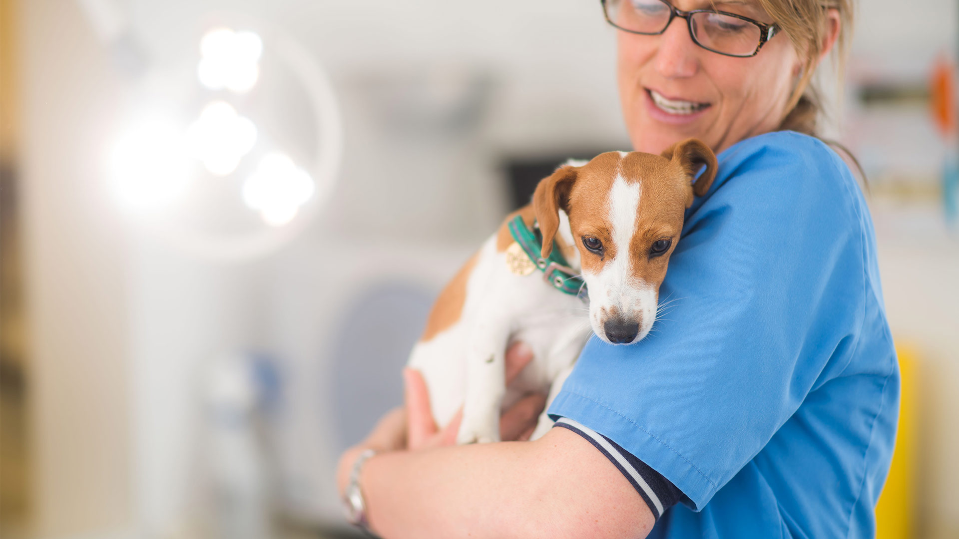 nottingham pet clinic nottingham pet clinic