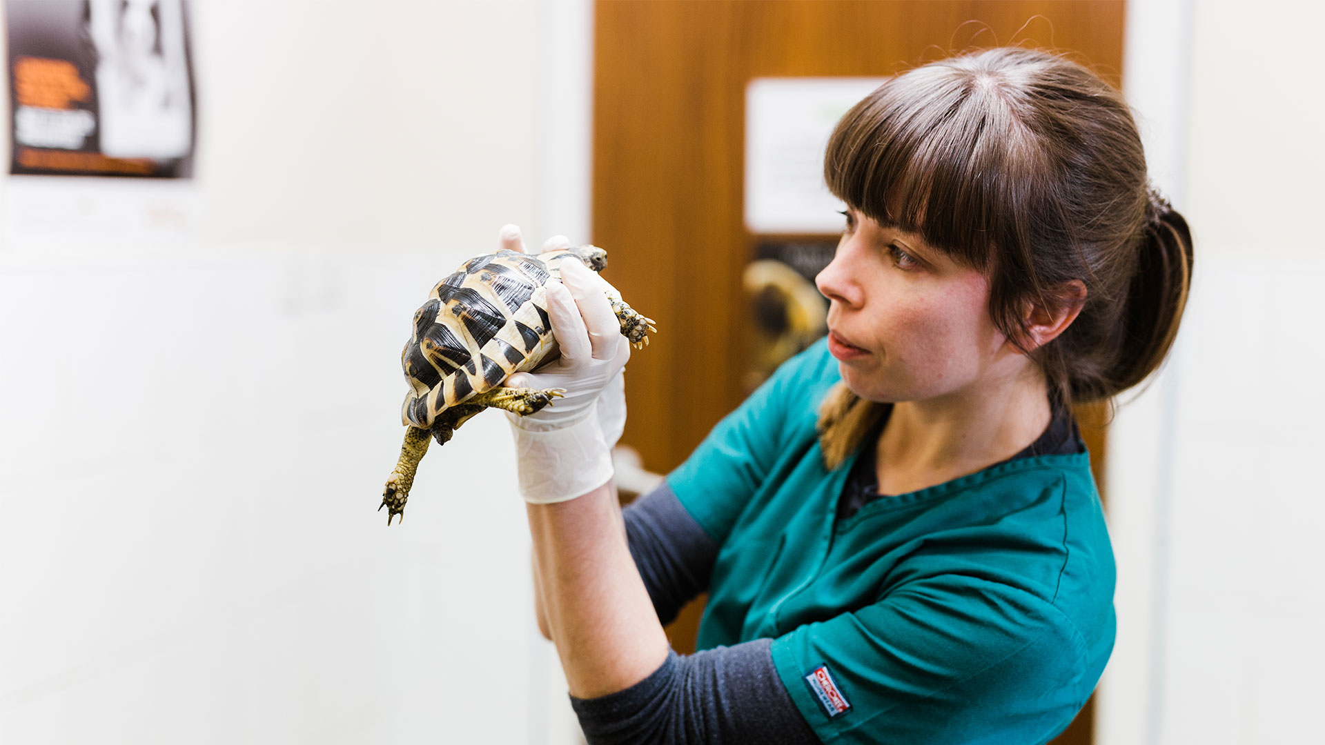 Pet Emergencies in Cumbernauld and Falkirk Lawrie Vet Group Lawrie