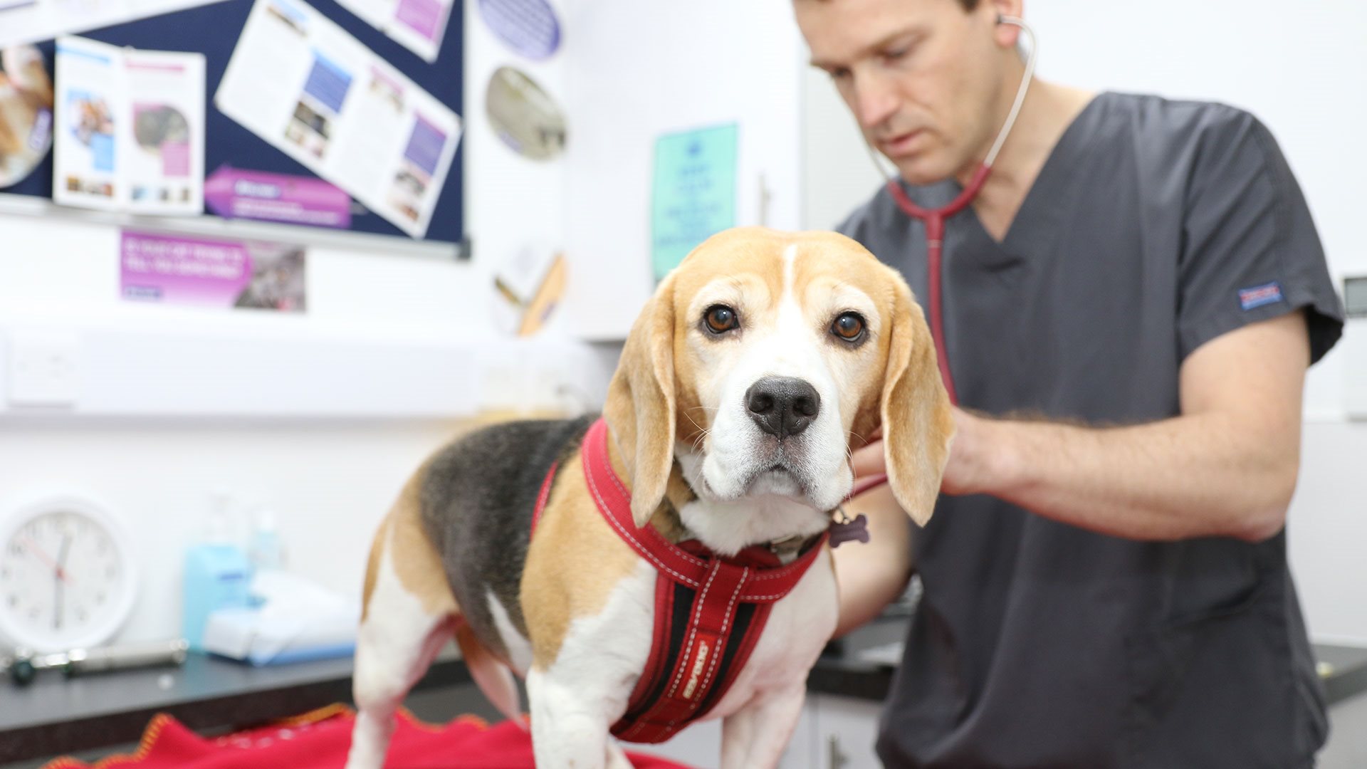 Your Vet In Lincoln Services Linc Vet