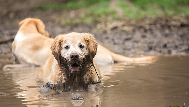 how do i know if my dog has alabama rot