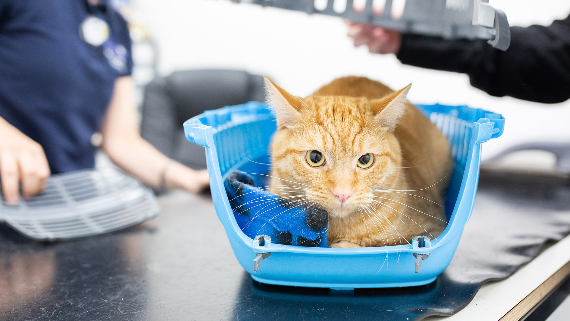 Neutering Your Cat or Kitten Cat Advice Links Vet