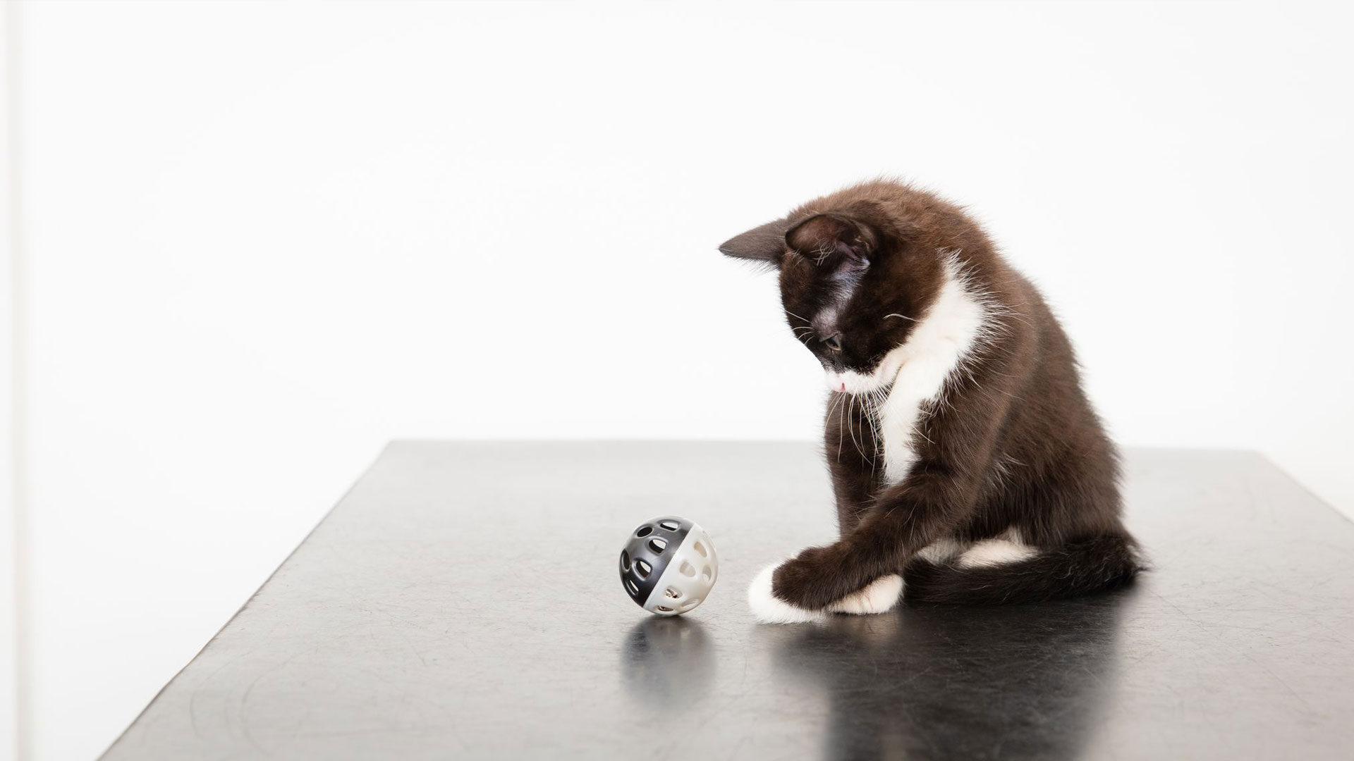 fleaing and worming kittens