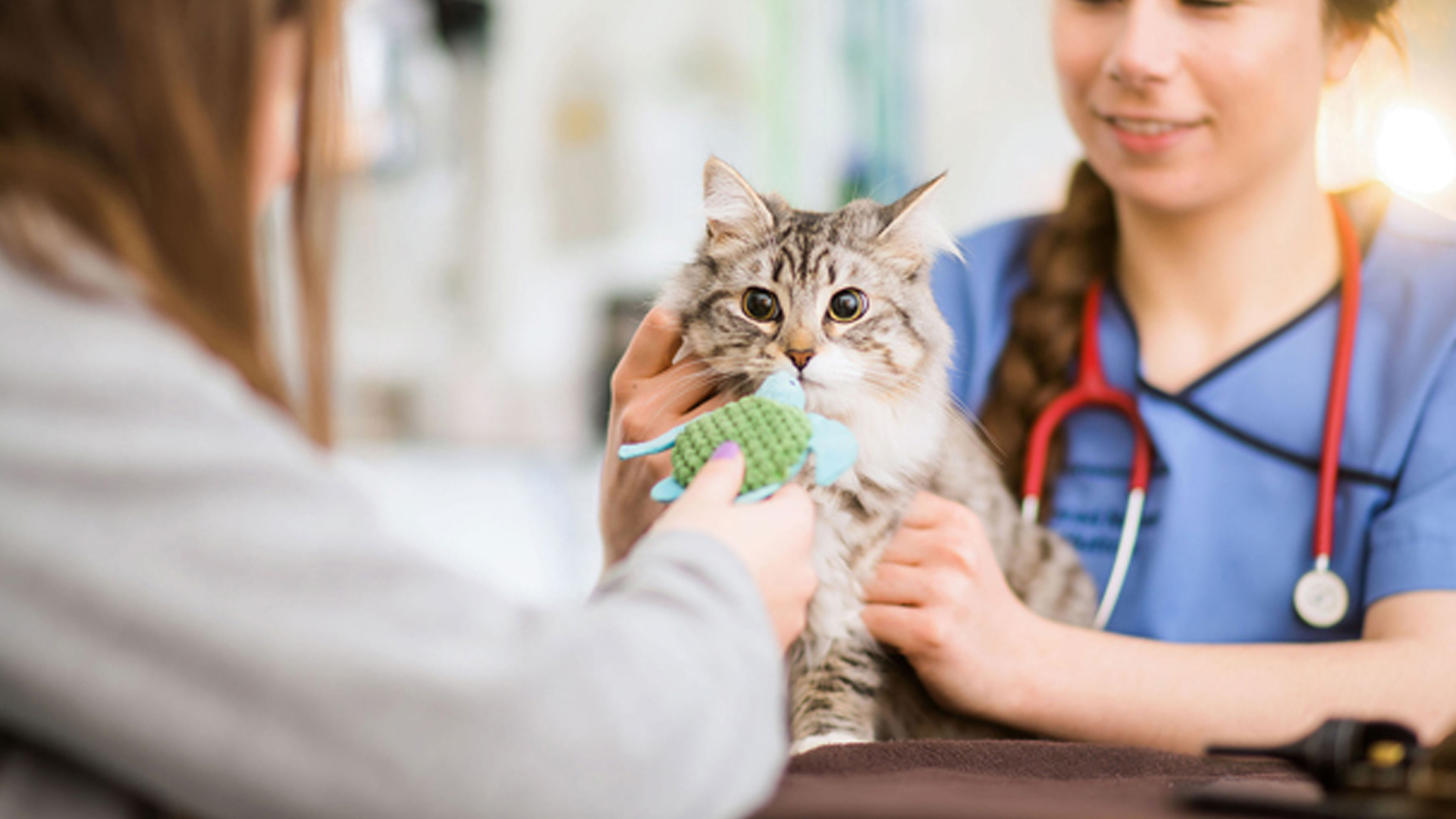 Helping Your Kitten Settle | Kitten Advice - Links Vet