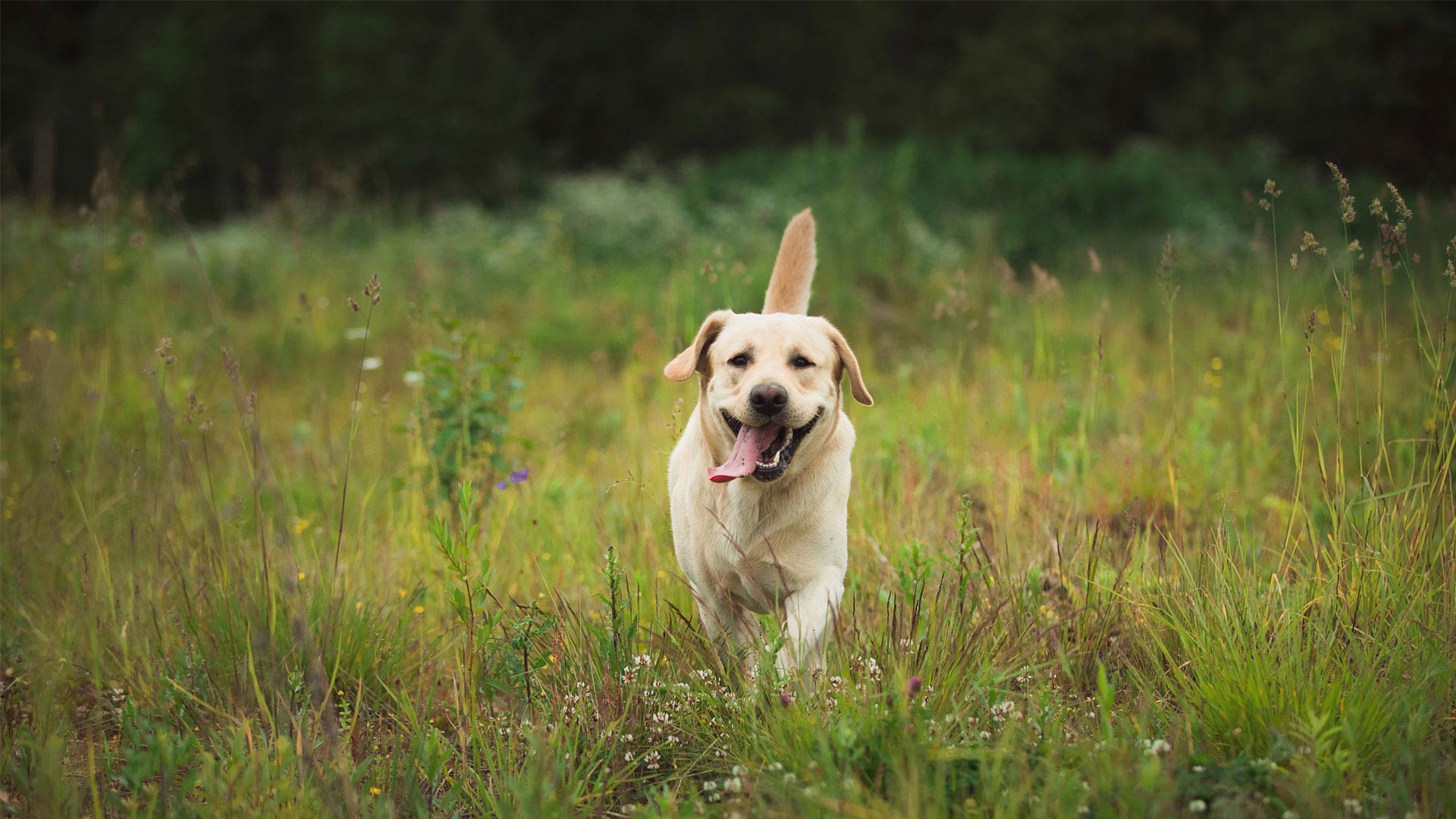 Dog Advice | Local Vets in East Lothian - Links Vet