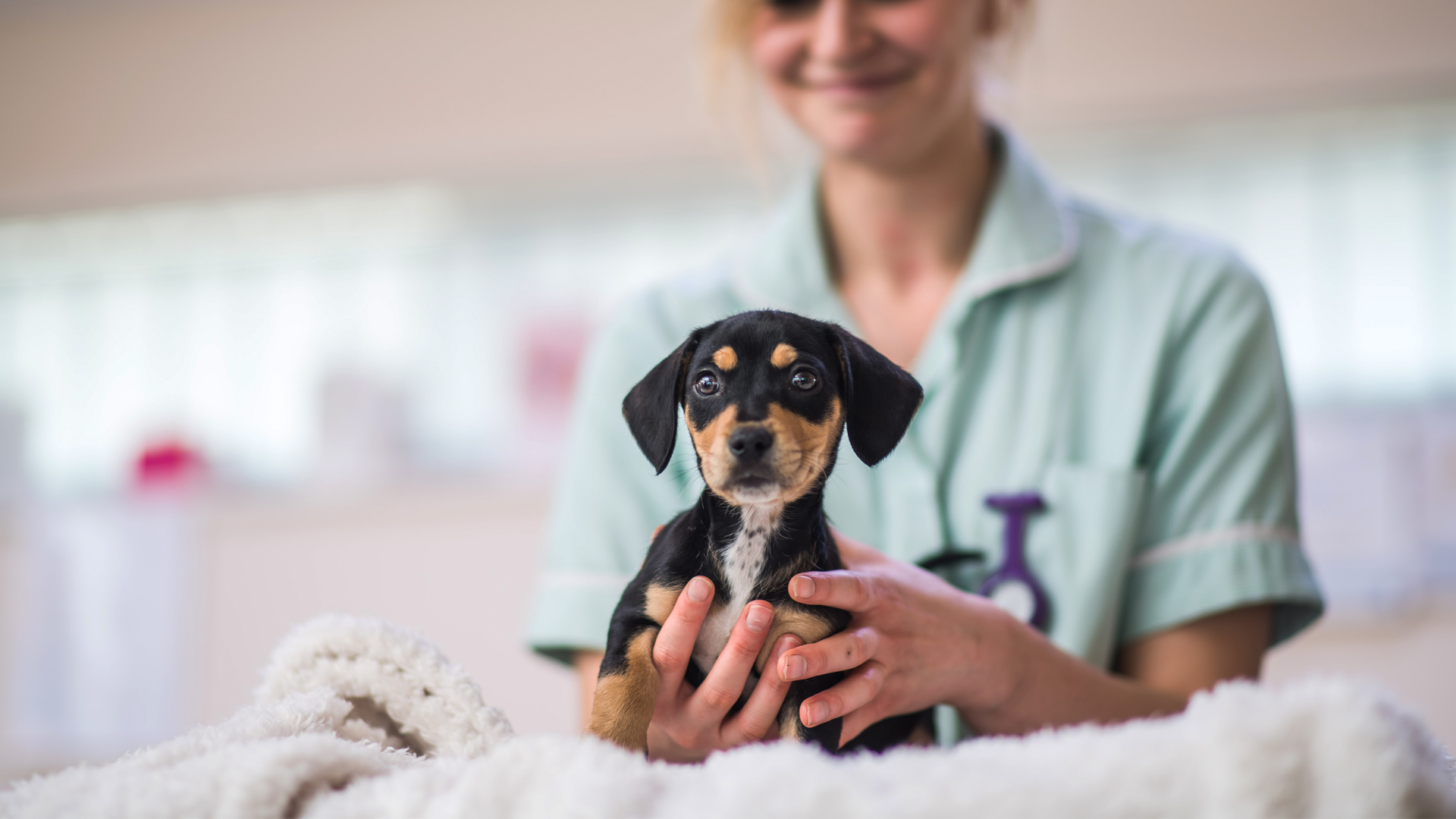 Vets in East Lothian FREE Health Checks for New Pets Links Vet