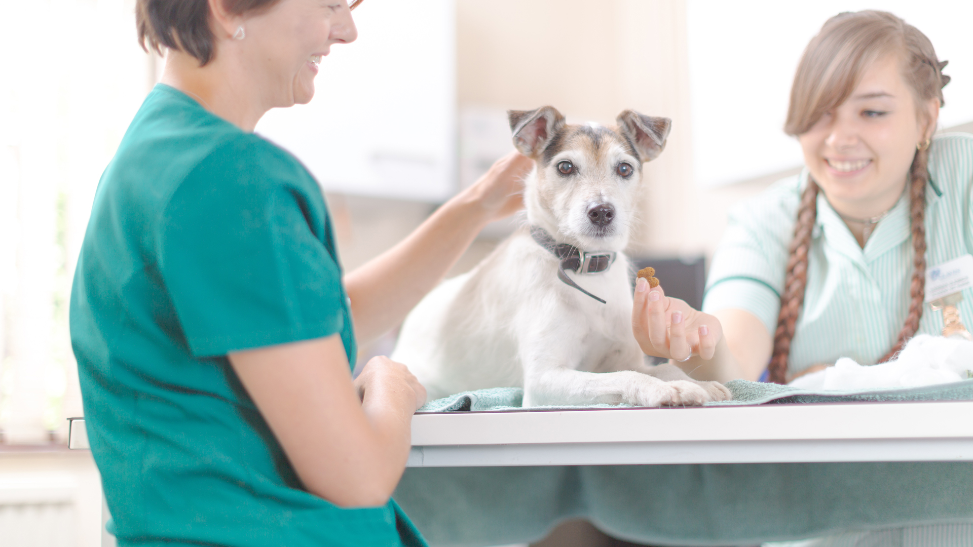 FREE Health Checks Pet Services in East Lothian Links Vet