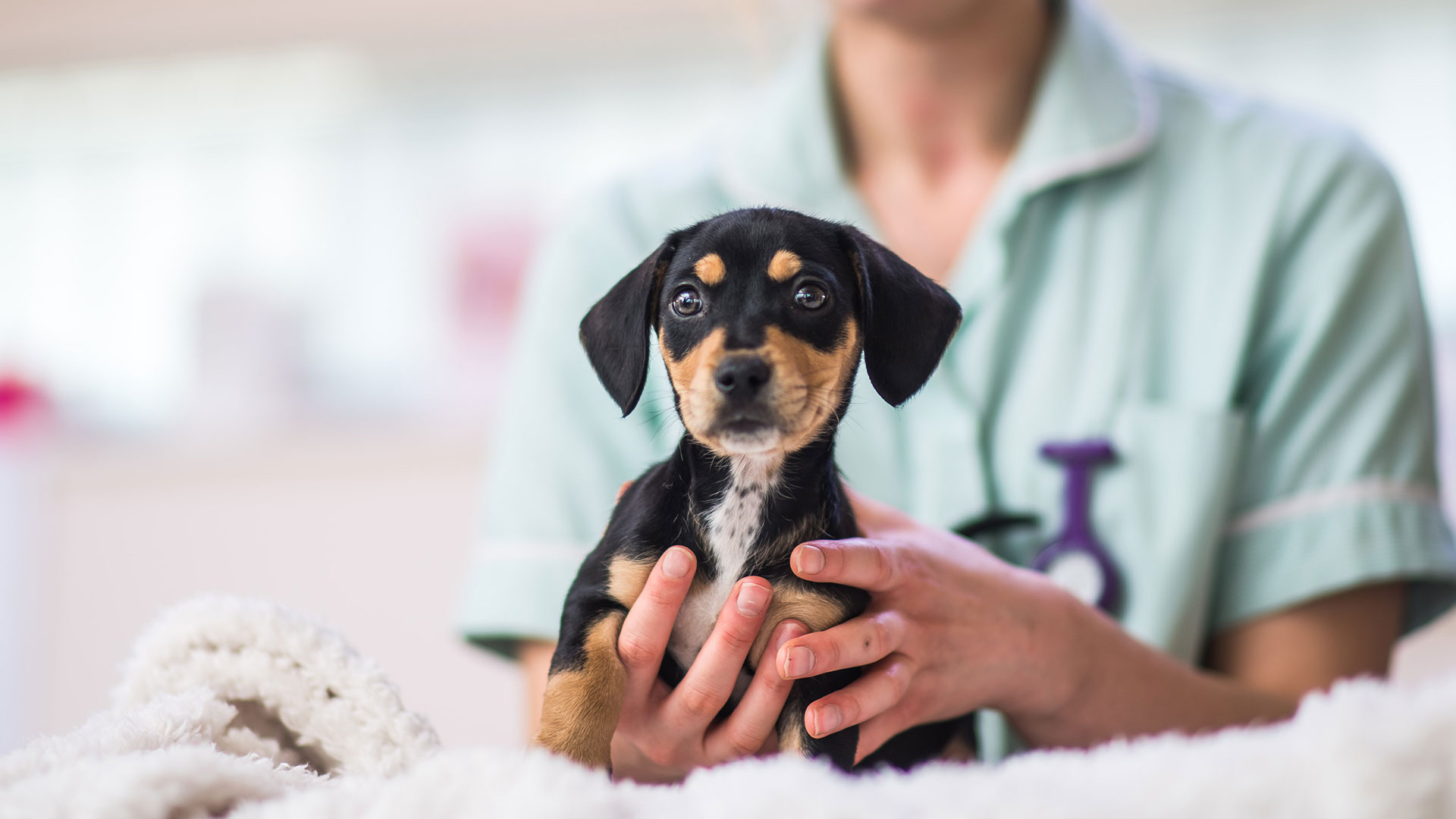 Norfolk Vets in Downham Market and King's Lynn London Road Vets