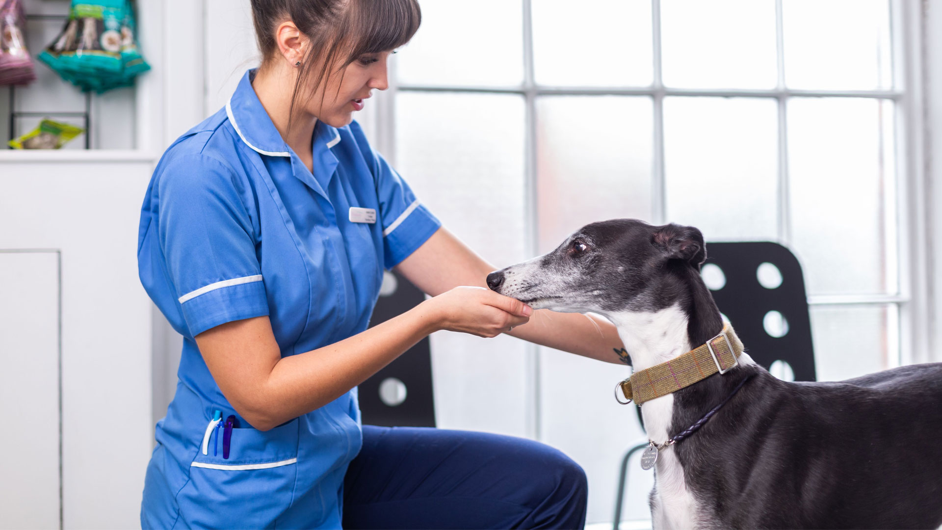 Vacancies at London Road Vets in Downham Market and King's Lynn Your Local Vet London Road Vets