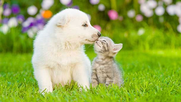 puppy and kitten