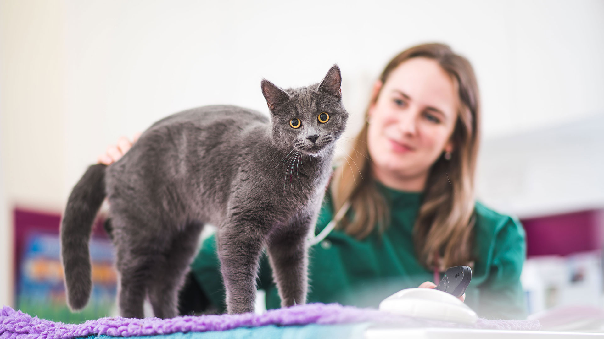 Neutering | Vet Services in Kingstanding & Great Barr - Scott & Lydon Vets
