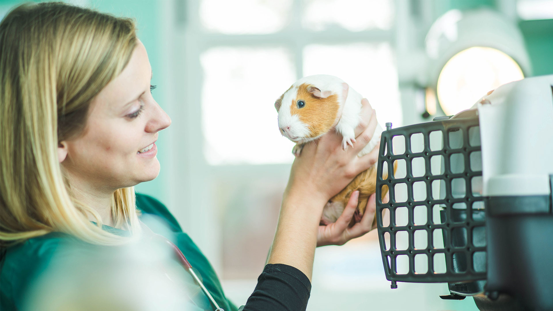 Blog | Local Vets in Addlestone, Bagshot and Woking - Lynton Veterinary ...