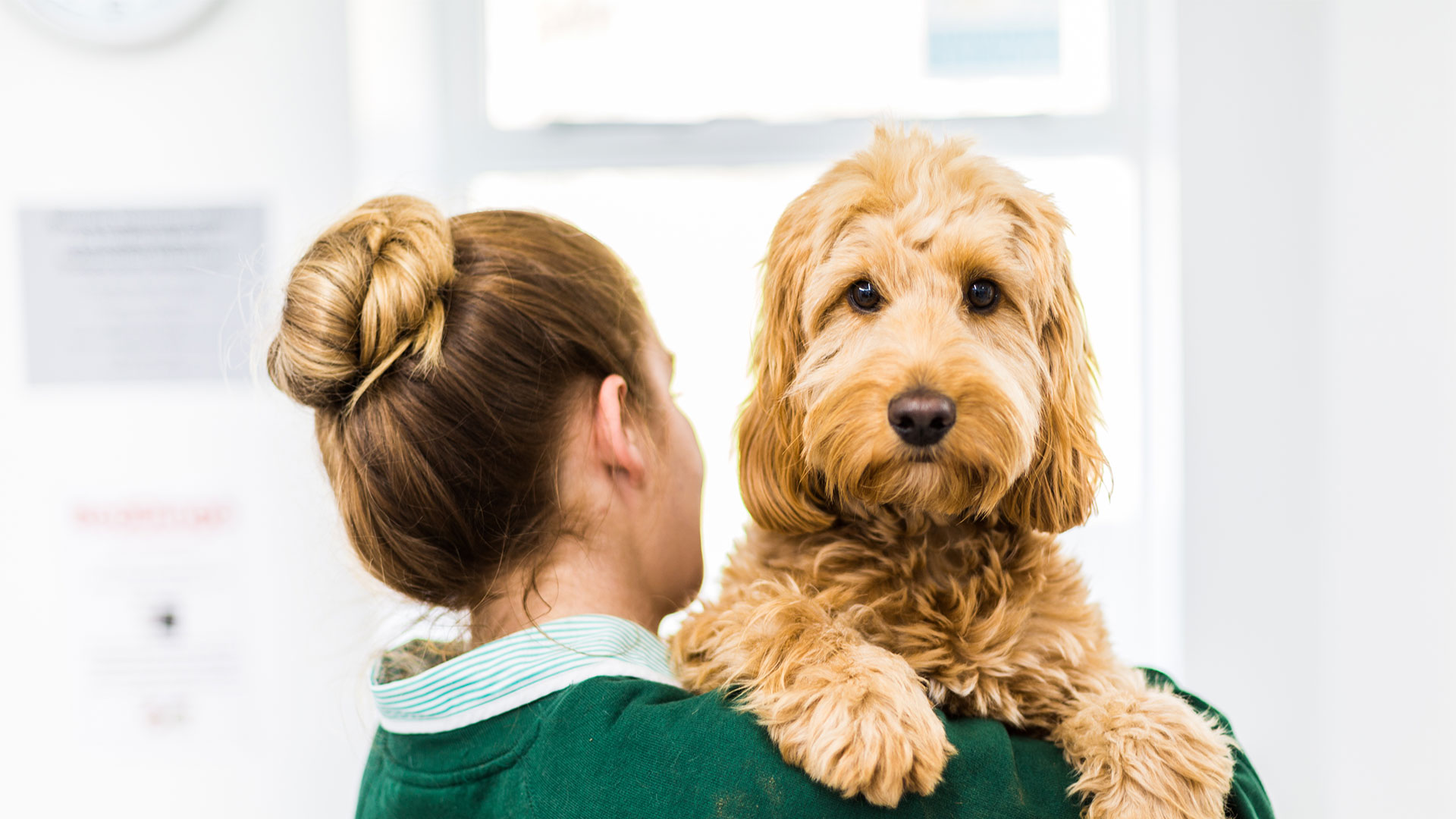 Meet the Team Local Vets in Woking, Windlebrook, Bagshot and