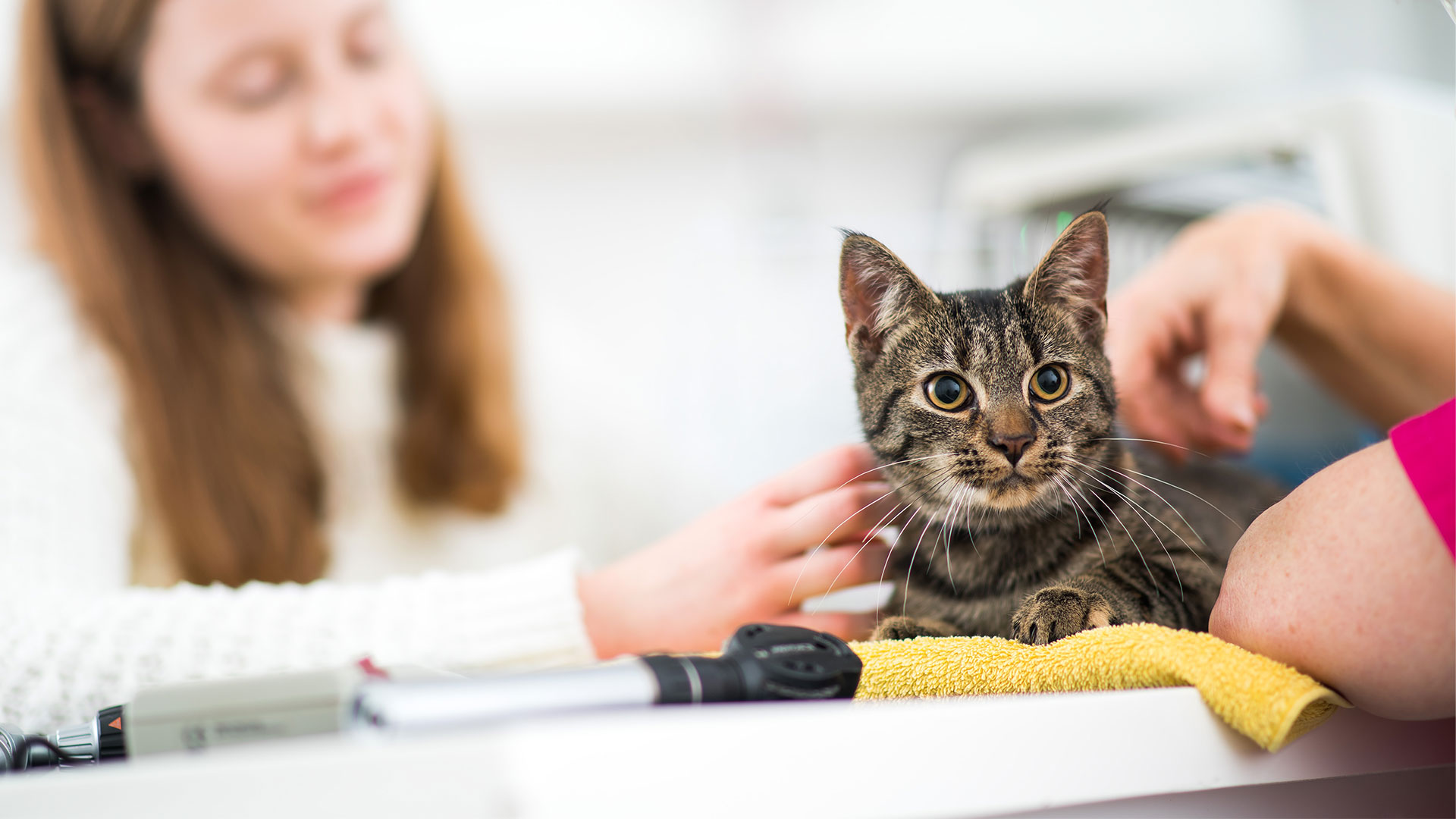 Request an Appointment Local Vets in Addlestone, Bagshot and Woking