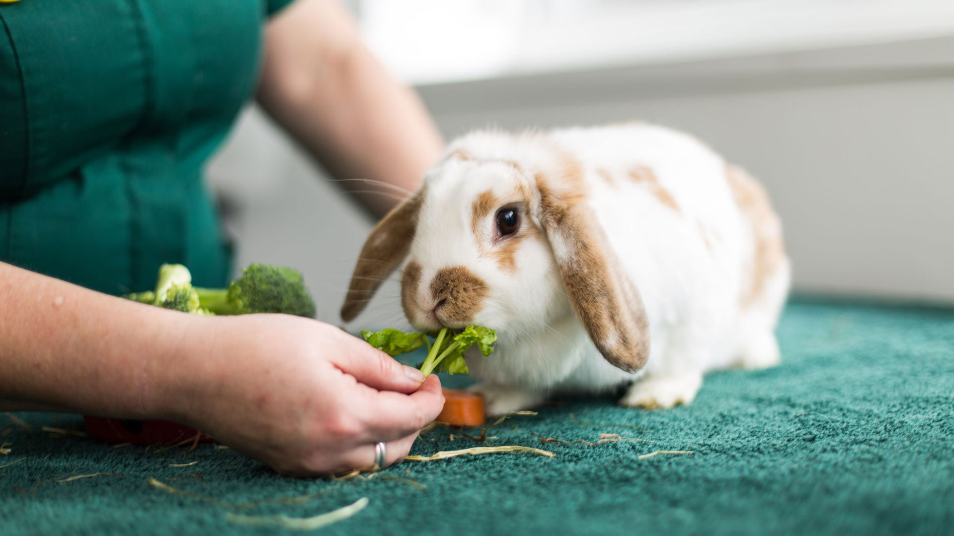 Offers Local Vets in Woking, Windlebrook, Bagshot and Addlestone