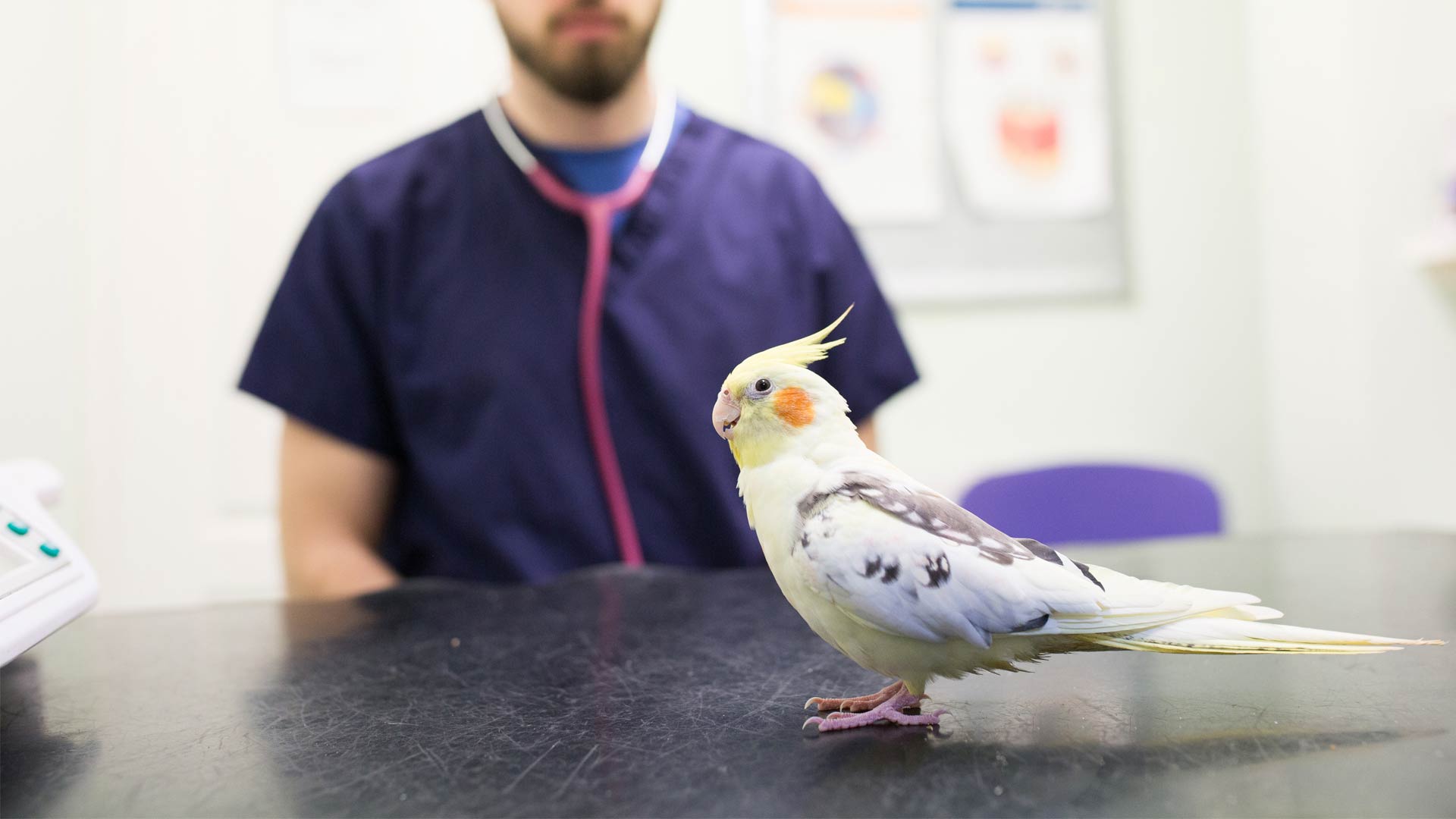 Bird Advice | Local Vets in Romsey - Mainstone Veterinary Clinic