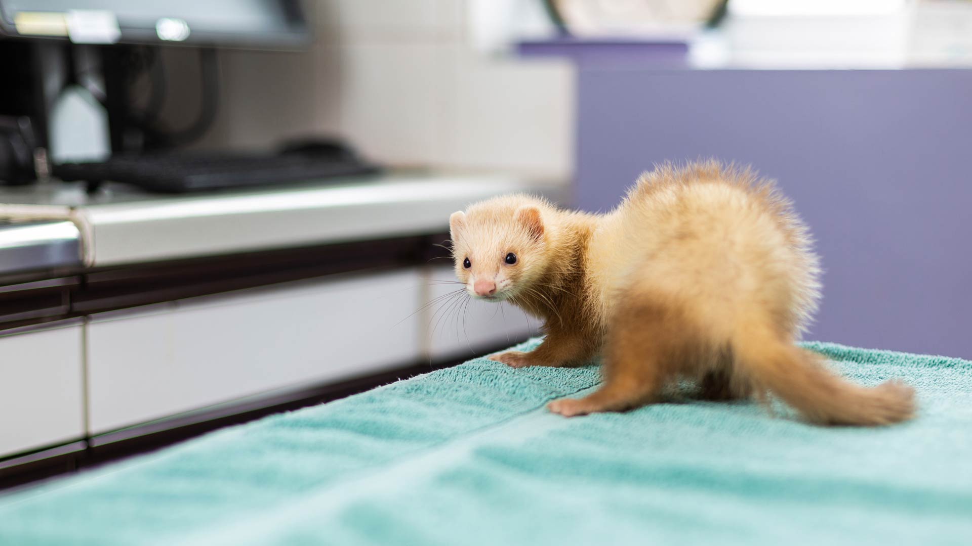 Ferret Advice | Local Vets in Romsey - Mainstone Veterinary Clinic