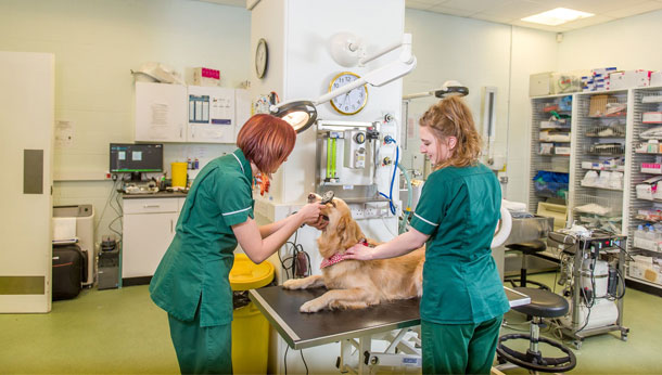 About Manor Veterinary Clinic | Exceptional Veterinary ...