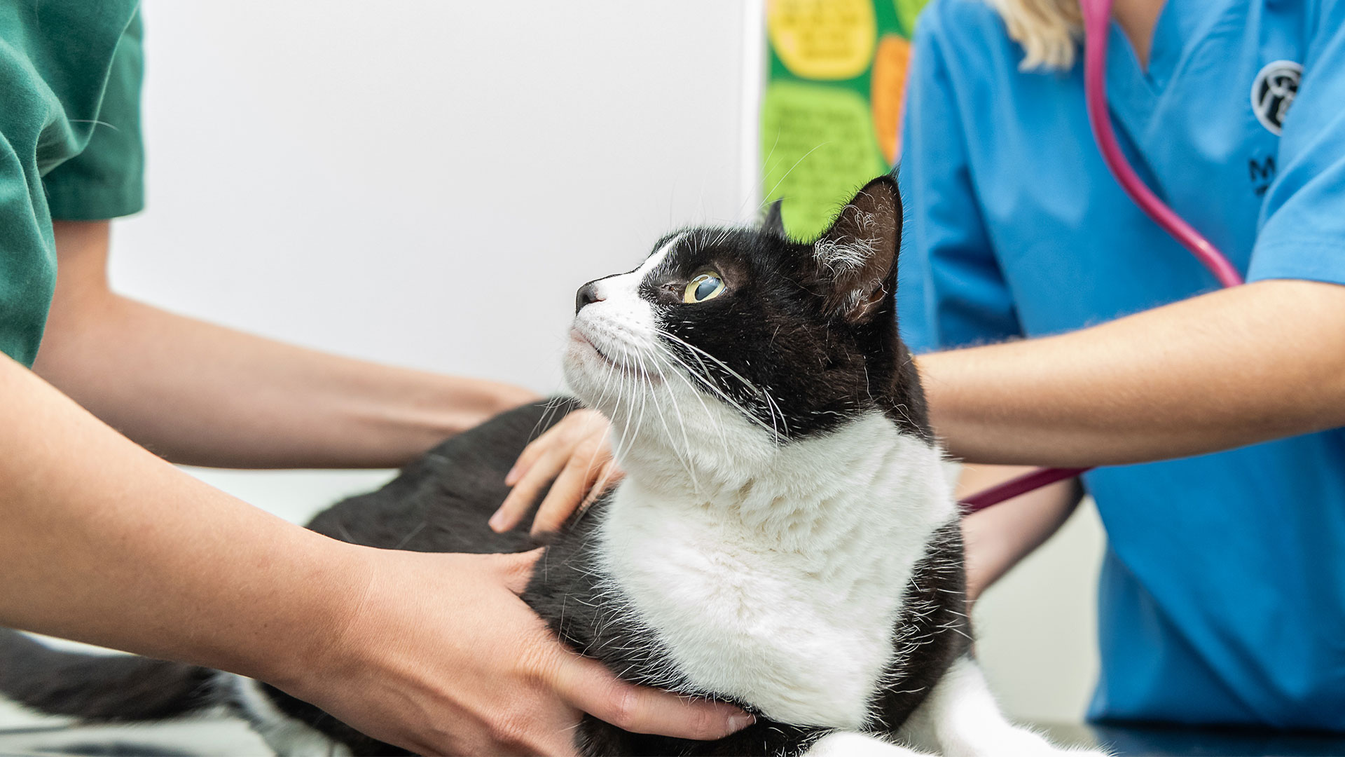 Services at Manor Veterinary Clinic Exceptional Veterinary Care in