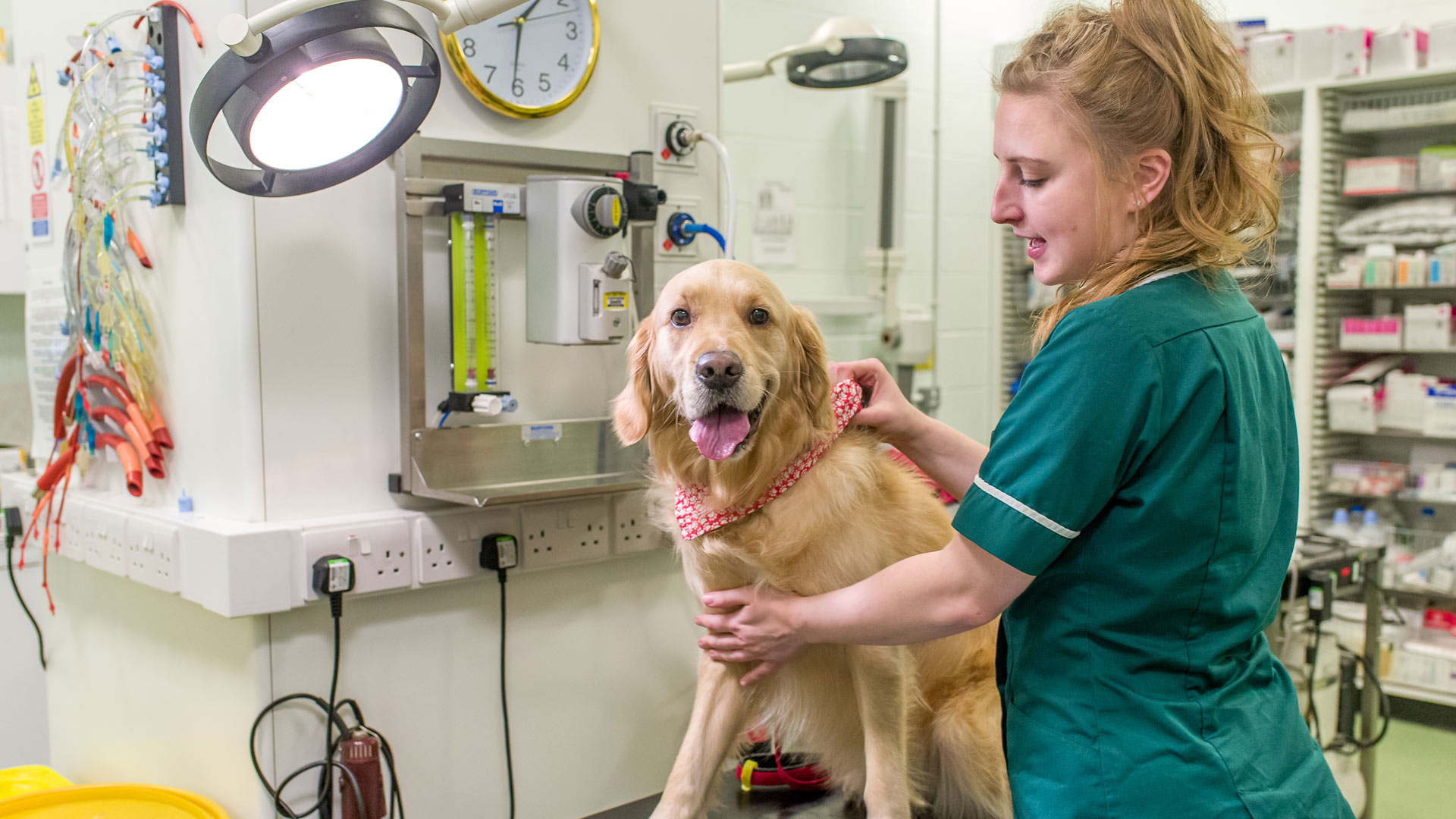 Out of hours service in Romsey Vets Now Winchester and Salisbury