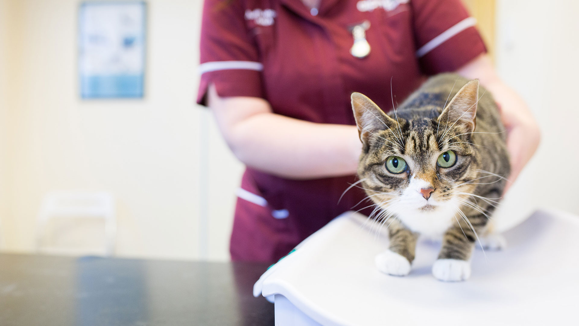 Top Quality Pet Care In Birmingham Manor Vets Manor Vets