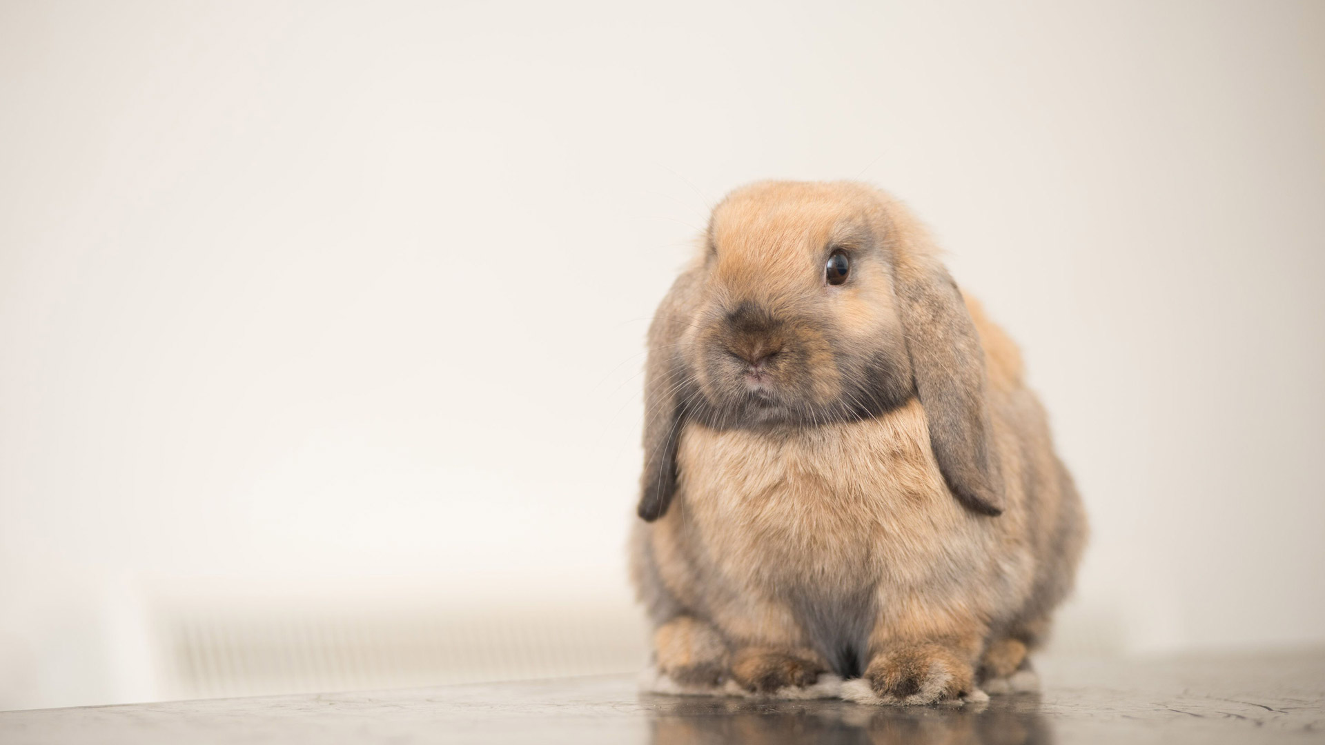 Rabbit Starter Pack Local Vets in Birmingham Manor Vets