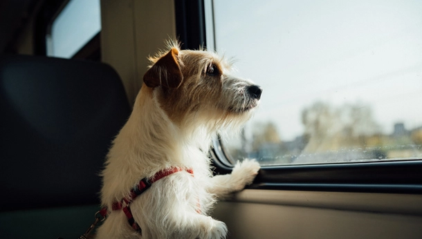 dog looking out the window