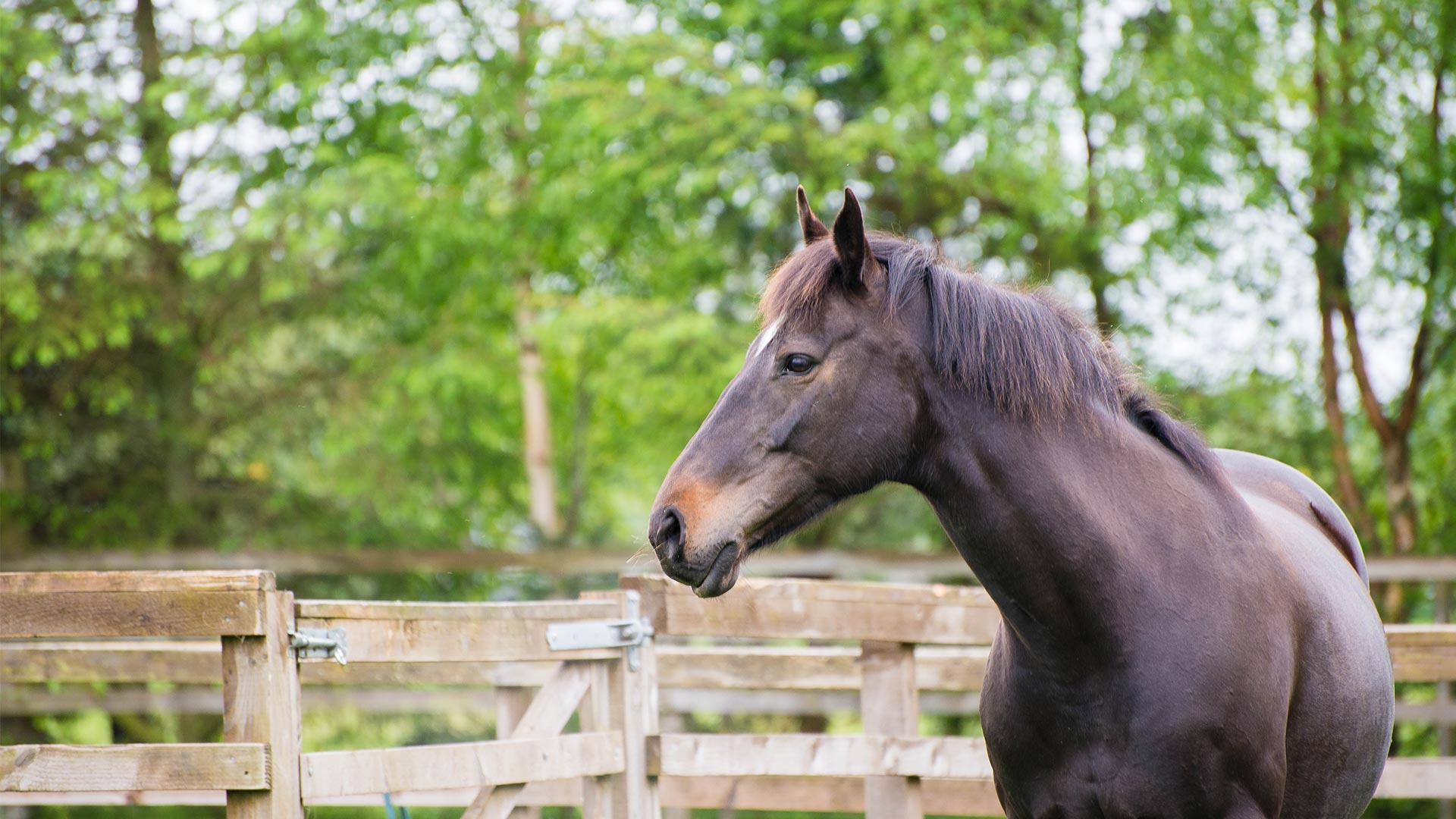 Equine | Local vets in Ayrshire - MBM Vet Group