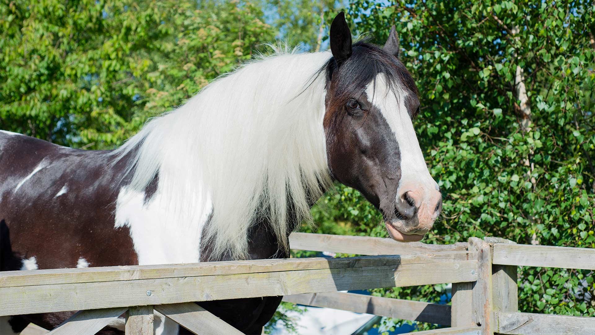 Equine Newletters Local vets in Ayrshire MBM Vet Group
