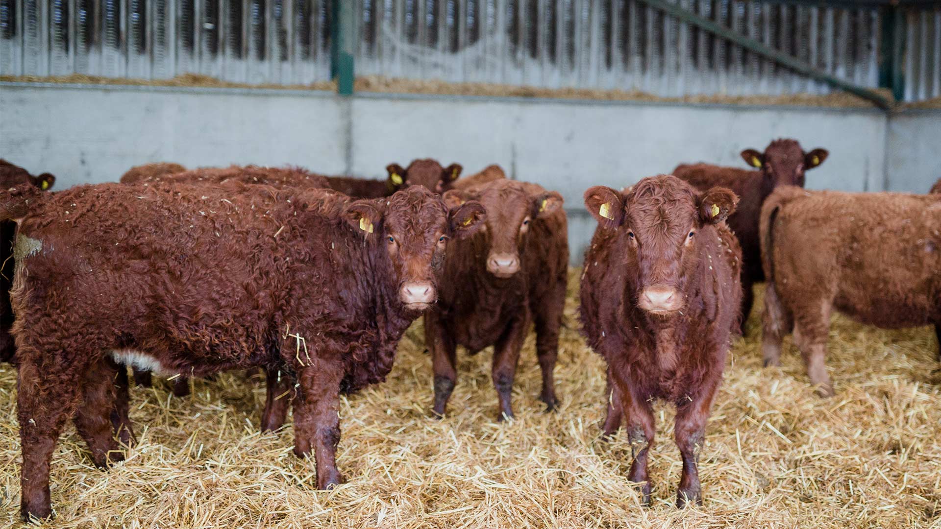 Farm Animal Services | Local vets in Ayrshire - MBM Vet Group