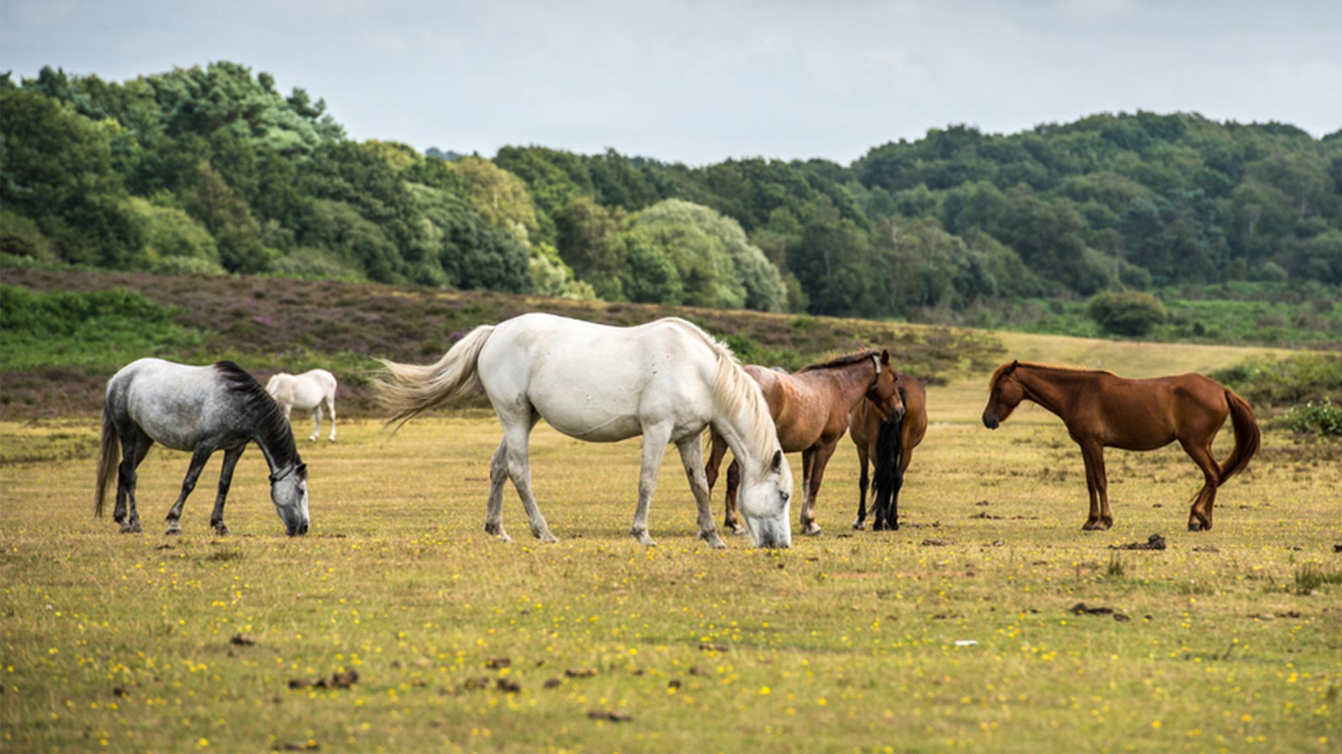 Welcome to MBM Vets | Local vets in Ayrshire - MBM Vet Group