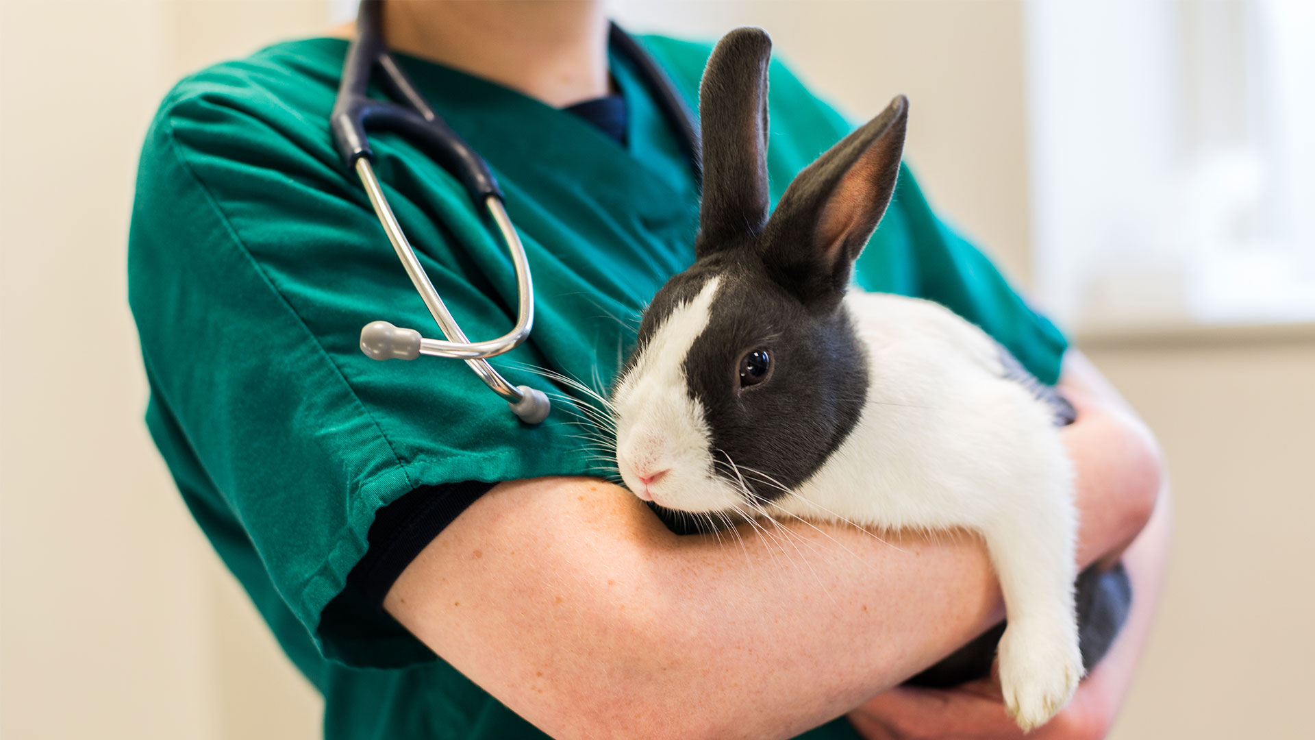 Rabbits Local vets in Ayrshire MBM Vet Group