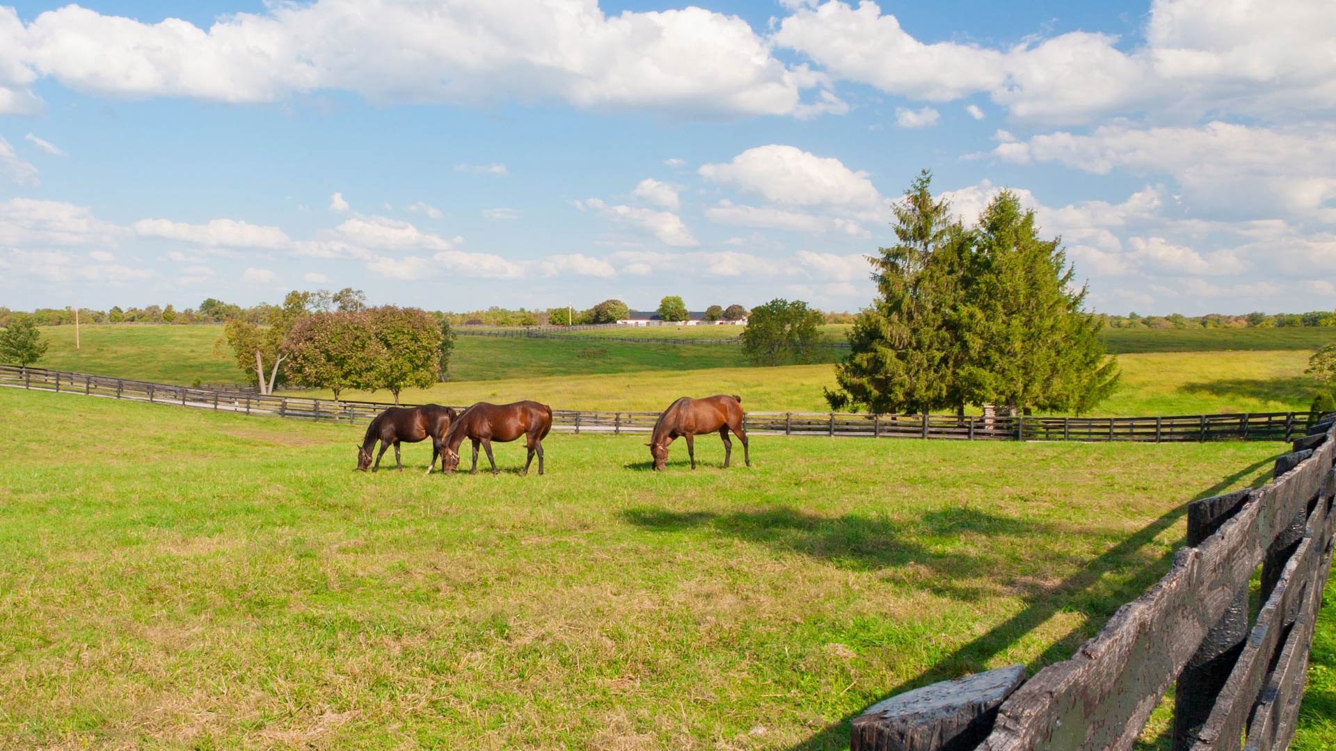 Equine Zone Visits McMurtry & Harding Vets Local Vets in Ashbourne