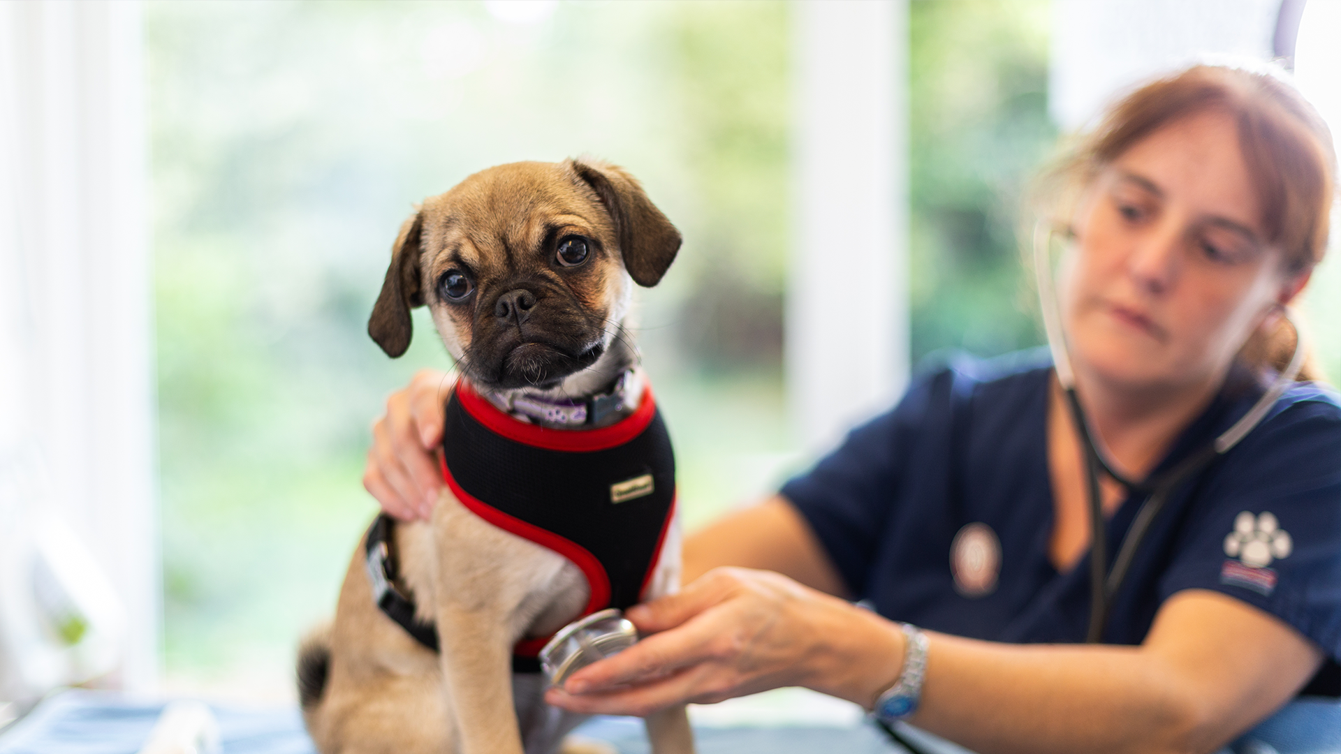 About Midforest Vets Your Local Practice Midforest Vets