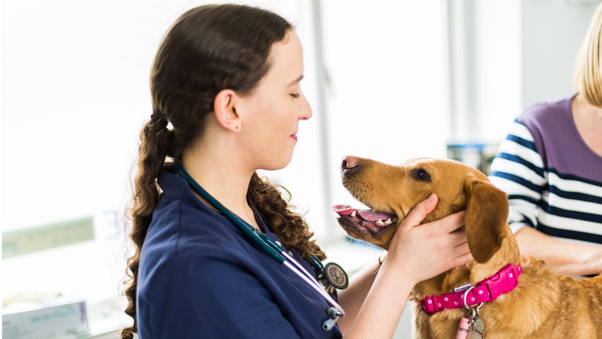 About Us Local Vets in East London Midland Veterinary Surgery