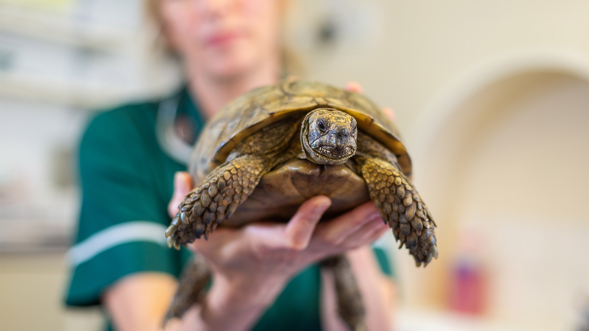 Affordable Vet Services in East London Midland Veterinary Surgery