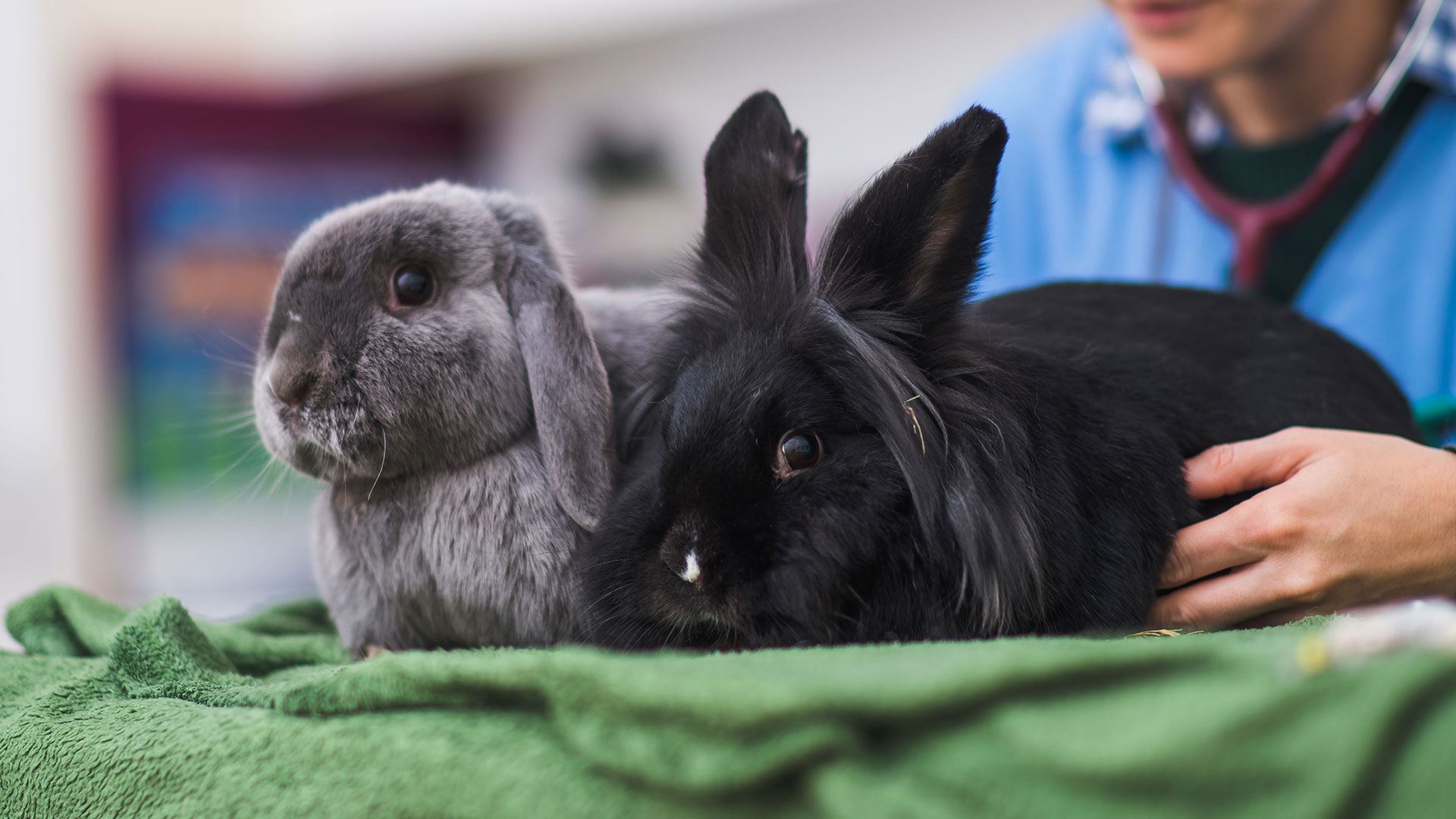 Latest News from Milan Vets on the Isle of Man Milan Vets