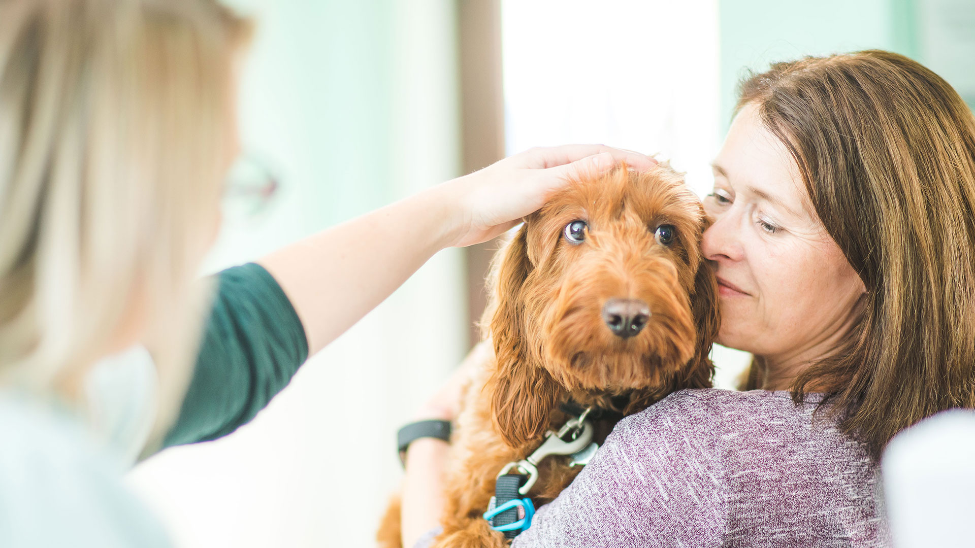 Request An Appointment at Millburn Veterinary Practice Coleraine