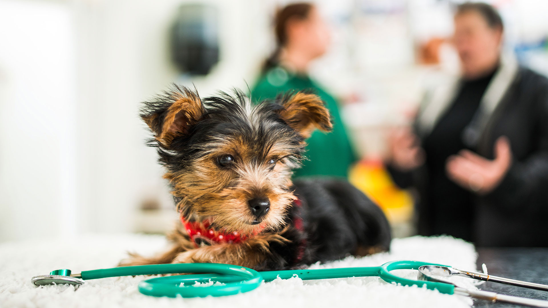 Register Your Pet At Millburn Veterinary Practice Millburn Vets