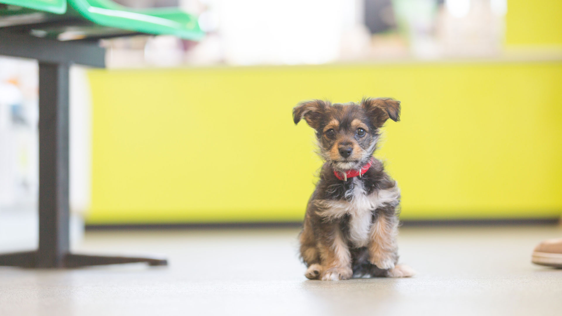 puppy-checklist-local-vets-in-norfolk-mill-house-vets