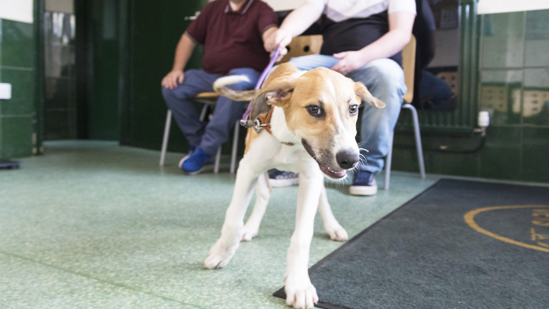 Blog Vets in Gorton, Manchester Mount Road Vets