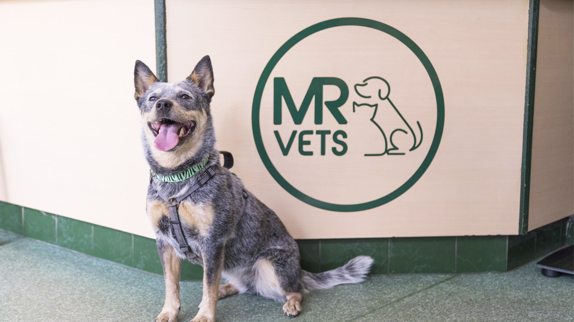 Contact us Local Vets in Gorton, Manchester Mount Road Vets